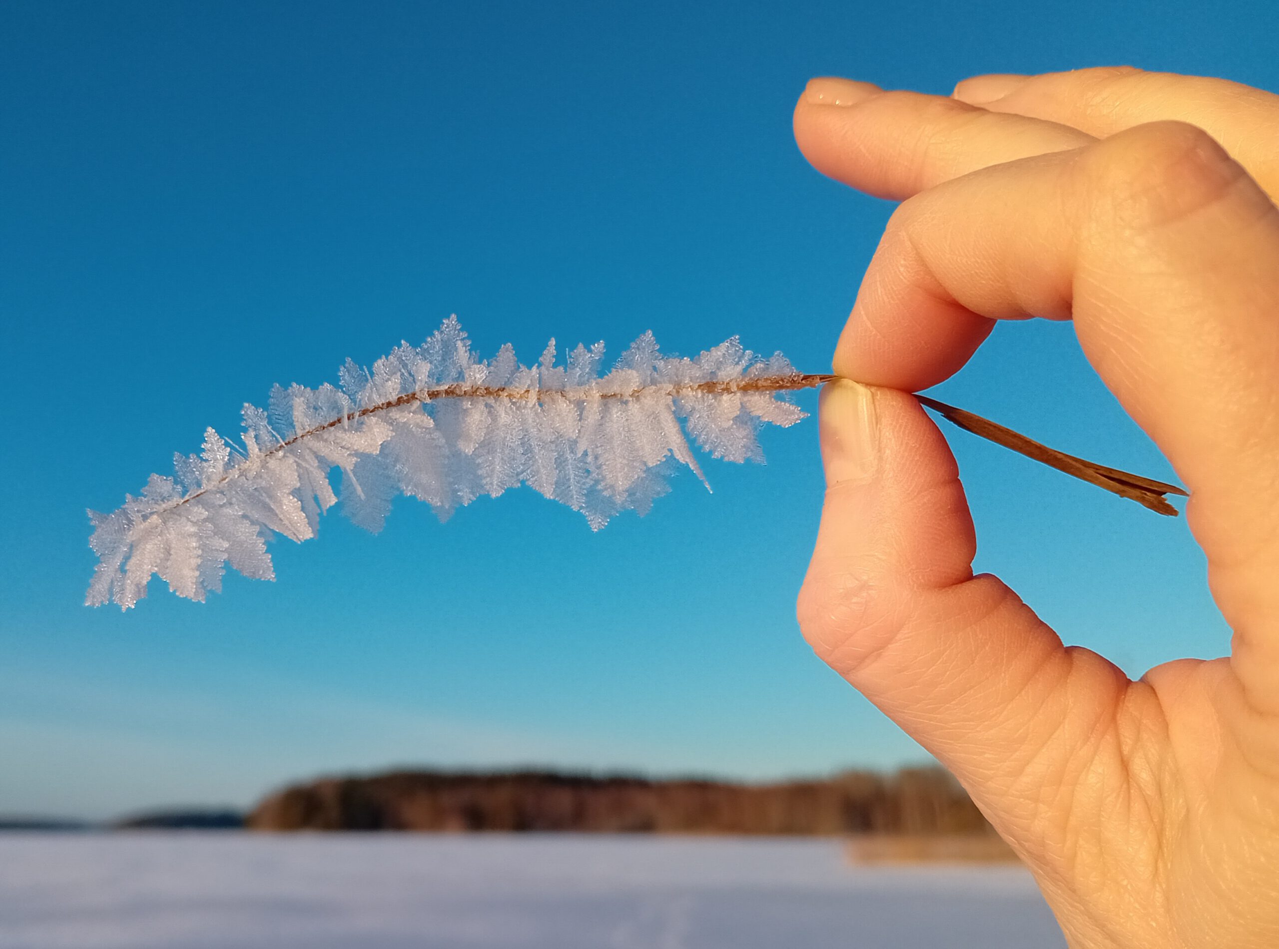 Raureif-bedeckter Grashalm im Spitzgriff gehalten, Winterlandschaft am See in Finnland